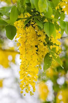 ตราประจำโรงเรียน